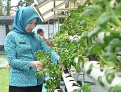 Pj Ketua TP PKK Optimalkan Hasil Panen Sayur Hidroponik Di Kebun PKK