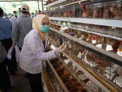 Telur Asal Banyuasin Siap Mendunia