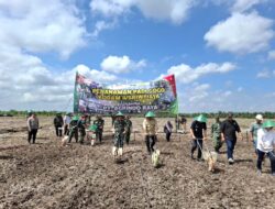 Terus Perkuat Ketahanan Pangan RI, Sinergi Pemkab Banyuasin dan Pangdam II/ Sriwijaya Tanam Padi Gogo