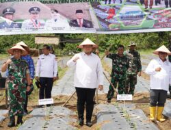 Sinergitas Bersama, Dandim dan Pemkab Banyuasin Tanam 30 Ribu Bibit Cabai