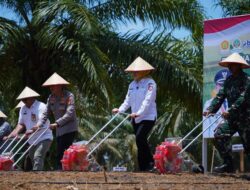 Penanaman Jagung Serentak Kuartal IV, Pemkab Banyuasin Siap Sukseskan Ketahanan Pangan Nasional