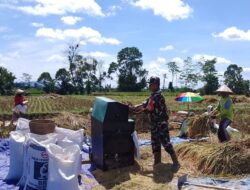 Dukung Swasembada Pangan Nasional, Babinsa Desa Slumbung Dampingi Petani Panen Padi