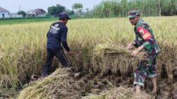 Wujud Nyata Babinsa Kaliboto Bersama Petani Laksanakan Panen Padi, Dukung Ketahanan Pangan Desa