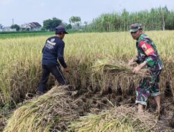 Wujud Nyata Babinsa Kaliboto Bersama Petani Laksanakan Panen Padi, Dukung Ketahanan Pangan Desa