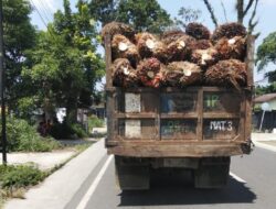 Truk Angkut Sawit PTPN 4 kebun Marihat Tanpa Jaring Abaikan Keselamatan Pengendara  Lain