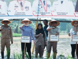 Wabup Netta Optimis Banyuasin Capai Target 1 Juta Ton Lebih Hasil Tanam Padi Tahun 2026