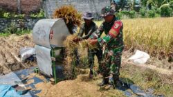 Wujud Nyata, Babinsa Sananwetan Bantu Panen Padi Dukung Ketahanan Pangan Nasional