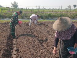 Wujudkan Ketahanan Pangan, Babinsa Pikatan Turun ke Sawah Dampingi Petani Tanam Jagung