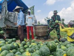 Pemanfaatan Lahan Kompi Produksi Kodim 0808/Blitar di Srengat Sukses Panen 10 Ton Semangka