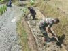 Sinergi Ketahanan Pangan, Babinsa Selorejo Turun ke Sawah Bantu Warga Siapkan Lahan Padi