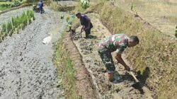 Sinergi Ketahanan Pangan, Babinsa Selorejo Turun ke Sawah Bantu Warga Siapkan Lahan Padi