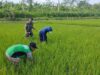 Optimalkan Pertumbuhan Padi, Babinsa Ngembul Bantu Petani Bersihkan Rumput Liar