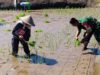Sinergi Hanpangan, Babinsa Kotes Kopda Ari Wibowo Dampingi Petani Menanam Padi