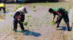 Sinergi Hanpangan, Babinsa Kotes Kopda Ari Wibowo Dampingi Petani Menanam Padi