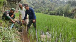 Antisipasi Kekeringan, Babinsa Sidomulyo Sertu Krida Dwi Bantu Pengairan Sawah Gunakan Pompa Air