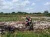 Perrcepat Masa Tanam, Babinsa Sumberingin Kopda Nizar Dampingi Petani Membajak Sawah