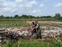 Perrcepat Masa Tanam, Babinsa Sumberingin Kopda Nizar Dampingi Petani Membajak Sawah
