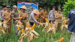 Kapolsek Air Sugihan Pimpin Kegiatan Panen Raya Jagung