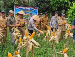 Kapolsek Air Sugihan Pimpin Kegiatan Panen Raya Jagung