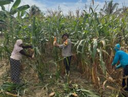 Tak Hanya Jaga Kamtibmas, Bhabinkamtibmas Banjar Ausoy Ikut Panen Jagung Warga di Bintuni