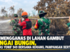 Api Mengganas di Lahan Gambut Sungai Bungin, Satgas Yonif 949 Bersama Koramil Pampangan Bertindak
